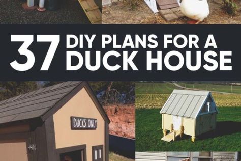 Diy Duck House, Duck House Diy, Chicken Housing, Hatching Duck Eggs, Meal Worms Raising, Duck House Plans, Duck Houses, Keeping Ducks, Chickens And Ducks