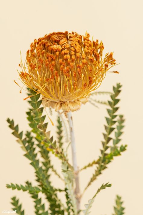 Orange pincushion protea flower | premium image by rawpixel.com / Jira Image Orange, Pincushion Flower, Pincushion Protea, Orange Nature, Orange Ranunculus, Macro Photography Flowers, Yellow Rose Flower, Delphinium Flowers, Sweet Pea Flowers