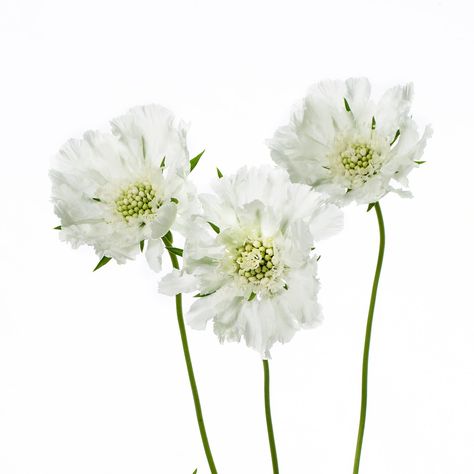 Scabiosa Annabelle White Scabiosa, Flower Varieties, White Garden, White Gardens, Flower Fashion, Flower Power, Cali, Rustic Wedding, White Flowers