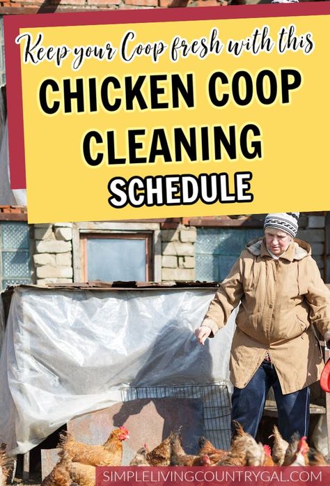 Chicken Coop Cleaning, Chicken Coop Easy To Clean, Easy Clean Up Chicken Coop, Easy To Clean Small Chicken Coop, Keeping Chicken Coop Clean, Fresh Bedding, Backyard Coop, Clean Chicken, Chicken Coup