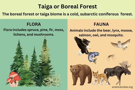 Learn about the boreal forest or taiga biome in biology and ecology. Discover the characteristics of the biome and its flora and fauna. Taiga Biome Aesthetic, Tiaga Biome, Taiga Biome, Taiga Forest, Deciduous Forest Animals, Temperate Forest Biome, Learn Biology, Altai Mountains, Biome