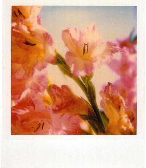 Flower Film, Pink Film, Film Pictures, Iphone Wallpaper Ios, Graffiti Font, Nothing But Flowers, Polaroid Pictures, Photo Wall Collage, Pretty Photos