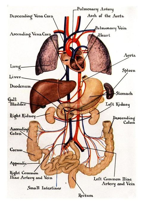 Human Organ Diagram, Human Body Organs Anatomy, Body Organs Diagram, Body Anatomy Organs, Human Anatomy Picture, Organ Anatomy, Human Anatomy Chart, Human Body Diagram, Human Body Vocabulary