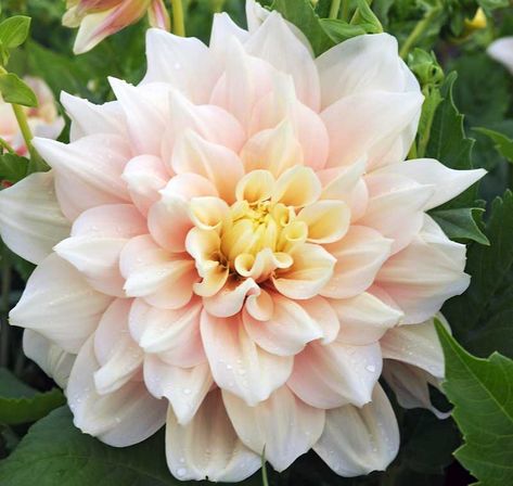 Dahlia 'Break Out' Break Out Dahlias, Geranium Rozanne, Cranesbill Geranium, Soil Ph, Buy Plants, Attract Butterflies, Plant Combinations, Garden Borders, Big Flowers