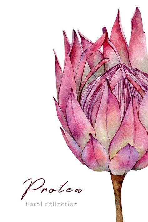 Pink Protea Flower, Protea Flower Watercolor, Watercolour Protea Flower, Protea Watercolor Painting, Watercolour Botanical Flowers, Painted Tropical Flowers, Protea Art Abstract, Protea Flower Drawing, Exotic Flowers Drawing