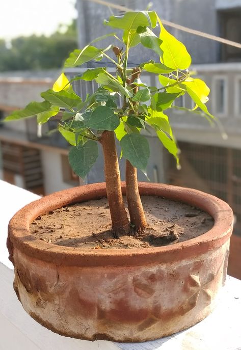 Pipal Tree, Planting Trees, Amazing India, List Of Animals, Home Made, Trees To Plant, Potted Plants, Planting, Trees