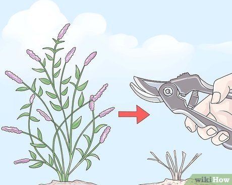 How To Trim A Butterfly Bush, Pruning Butterfly Bush, When And How To Prune Butterfly Bush, Butterfly Bush Care, Buddleia Butterfly Bush, Pruning Butterfly Bush Early Spring, Pruning Plants, Pugster Amethyst Butterfly Bush, Bush Garden