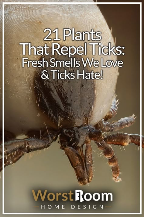 Kill Ticks In Yard, Flower Beds Around Trees, Beds Around Trees, Homemade Tick Repellent, Get Rid Of Ticks, Insect Repellent Plants, Get Rid Of Bed Bugs, Kill Bed Bugs, Tick Spray