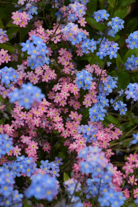 Frühling Wallpaper, Nothing But Flowers, Pink And Blue Flowers, Blue Garden, Forget Me Nots, Beautiful Flowers Garden, Flower Therapy, Mouse Ears, Flower Images