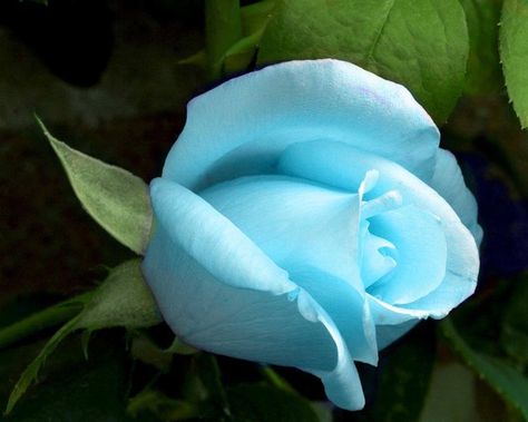 Sky Blue Rose blue flowers rose Rose Tiffany, Light Blue Roses, Tiffany Rose, Rose Seeds, Coming Up Roses, Rose Bush, Climbing Roses, Flowers Garden, Blue Roses