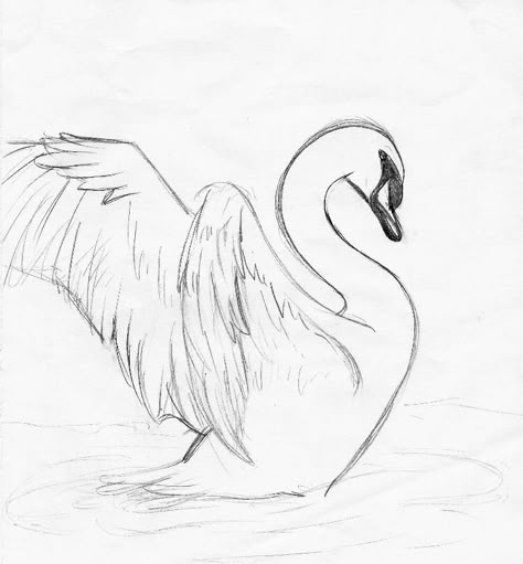 that's only a sketch I want to draw 2 swan in a lake and color it with water color...I hope I will do it soon Swan Drawing, Swans Art, Bird Sketch, Animal Drawings Sketches, Want To Draw, White Drawing, Pencil Art Drawings, Animal Sketches, Black And White Drawing