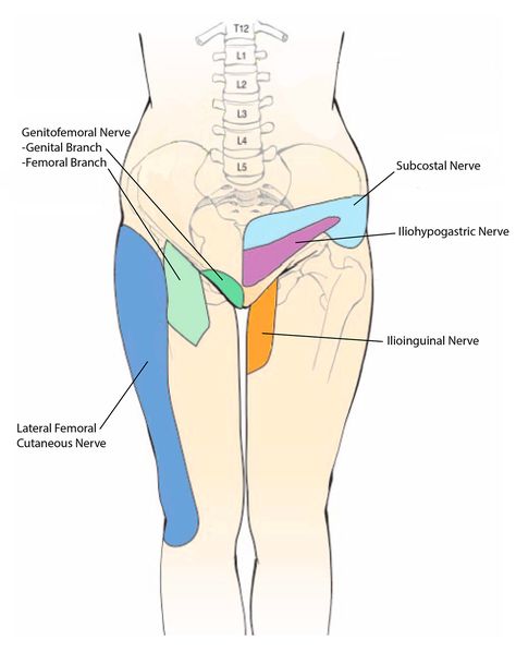 Pelvic Bone, Pelvic Floor Dysfunction, Cabinet Medical, Leg Cramps, Muscle Anatomy, Pelvic Pain, Hip Pain, Hip Flexor, Nerve Pain