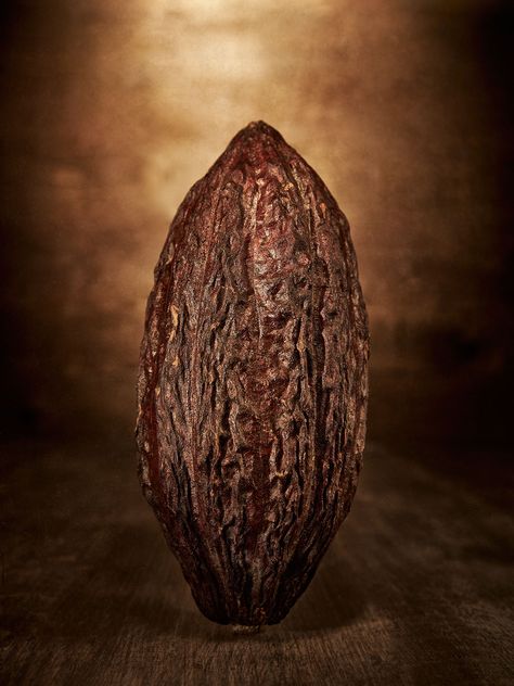 Did you know? 1) It takes 400 cocoa beans to make one pound of chocolate. 2) Cacao beans were so valuable to early Mesoamericans that they were used as currency. 3) The Swiss consume more chocolate per capita than any other nation on earth #cocoa #cacao #chocolate #rawfood #unprocessed #NotAI #fine art #fineartphotography #personalwork #food Cocoa Beans, Cacao Pod, Cacao Photography, Cocoa Bean Illustration, Cacao Beans Photography, Cacao Powder Recipe, Cacao Fruit, Cacao Chocolate, Microscopic Images