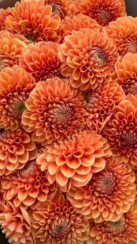 Dahlia Wallpaper Aesthetic, Dahlia Wallpaper Iphone, Dahlias Aesthetic, Relax Pictures, Dahlia Wallpaper, Dahlia Orange, Dalia Flower, Orange Dahlias, Front Yard Flowers