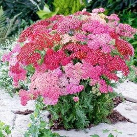 View All Perennial Plants - Growing Perennial Plants | Suttons Yarrow Flower, Achillea Millefolium, Sandy Soil, Summer Berries, Pollinator Garden, Bonsai Plants, Hardy Perennials, Organic Seeds, Tall Plants