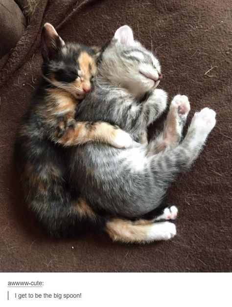 Two tiny floofs who are friends. Pretty Animals, Kittens Funny, Cat Aesthetic, Cute Cats And Kittens, Cute Animal Photos, Cute Kittens, Silly Cats, Pretty Cats