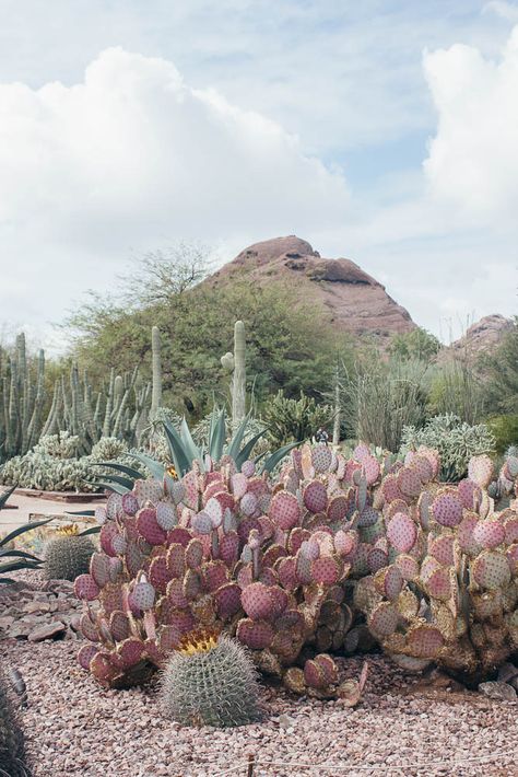 Phoenix Arizona Landscape, Arizona Botanical Garden, Sedona Landscape, Desert Inspiration, Plants Kindergarten, Arizona Attractions, Cactus Landscape, Papago Park, Birmingham Botanical Gardens