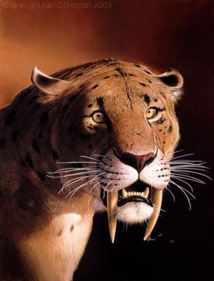 picture of a sabertooth tiger | Saber Tooth Tiger | Pictures of Cats Sabretooth Tiger, American Lion, Sabertooth Tiger, Ancient Animals, Paleo Art, Extinct Animals, Prehistoric Creatures, Prehistoric Animals, Jurassic Park