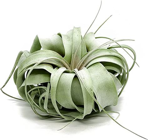 Amazon.com: ragnaroc Live Air Plant - Tillandsia Xerographica – 6-9 inches – Ideal for Gifts & Presents, Live Indoor Plants & Live House-Plants – Live Plants for Home décor, 30 Day Guarantee : CDs & Vinyl Tillandsia Xerographica, Garden Board, Planting Succulents Indoors, Live House Plants, Live Indoor Plants, Plants For Home, Tillandsia Air Plant, Aloe Vera Plant, Pothos Plant