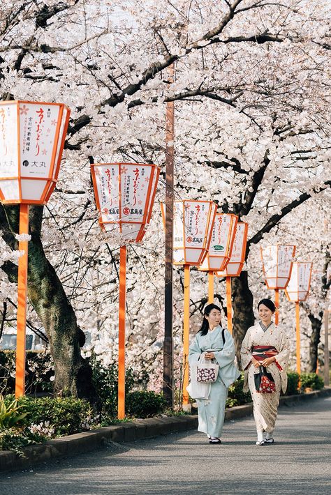 Cherry blossoms in Japan are best seen in Kyoto. Here's our guide to where to stay, what to eat, and where to see this once-a-year natural phenomenon Kyoto Cherry Blossom, Japan Vogue, Cherry Blossoms In Japan, Vogue Hong Kong, Weeping Cherry Tree, Cherry Blossom Japan, Blossom Season, Cherry Blossom Season, Sakura Tree