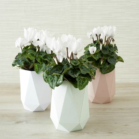 Make a stylish folded paper vase via this project from Paper Craft Home. #papercraft #papervase #geometricvase #foldedpaper Flower Vase Template, Vase Template, Minimal Vase, Paper Flower Vase, Vase Project, Vase Diy, Diy Back To School, Paper Things, Paper Vase