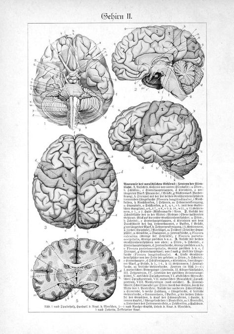 Vintage Biology Posters, Vintage Science Aesthetic, Vintage Science Posters, Vintage Science Illustration, Vintage Medical Art, Science Vintage, Anatomy Posters, Brain Poster, Science Aesthetic