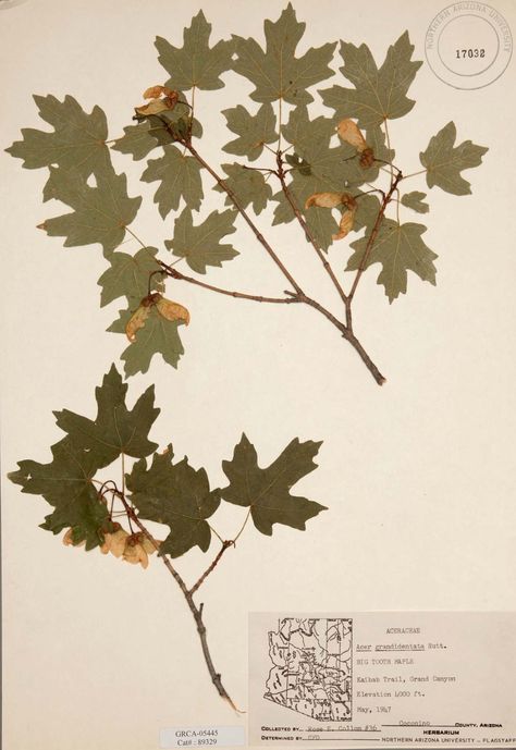 herbarium | Definition & Importance | Britannica.com Herbarium Aesthetic, Herbarium Ideas, Herbarium Sheet, Audrey Core, Plant Press, Plant Drawings, Conservation Biology, Leaf Book, Plant Journal