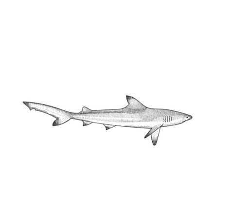 Ocean Lover Tattoo Ideas, White Tip Reef Shark Tattoo, Blacktip Reef Shark Drawing, Black Tip Reef Shark Drawing, Fineline Shark Tattoo, Blacktip Shark Tattoo, Black Tip Reef Shark Tattoo, Black Tip Shark Tattoo, Shark Tattoo Drawing