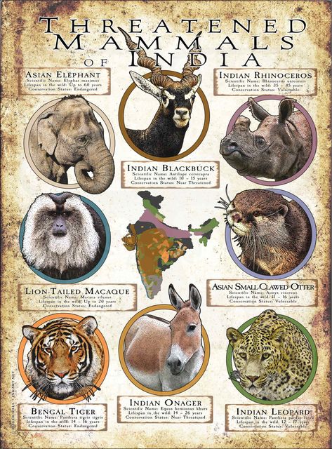 Threatened Mammals of India Poster Print Endangered Animals Project, Knowledgeable Facts, Informative Poster, Indian Rhinoceros, Indian Animals, India Poster, English Stories For Kids, Wildlife Biologist, African Wild Dog