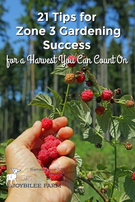 21 Tips for Zone 3 Gardening Success for a Harvest You Can Count On Minnesota Gardening, Zone 3 Gardening, Organic Gardening Pest Control, Farm Diy, Productive Garden, Organic Pesticide, Backyard Garden Ideas, Garden For Beginners, Hardiness Zones