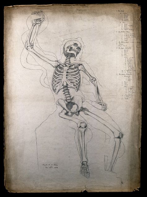 Posed Skeleton, Skeleton Laying Down Drawing, Skeleton Sitting Down, Skeleton Sitting, Skeleton Reference, Human Skeleton Anatomy, Snake Painting, Skull Anatomy, Skeleton Anatomy