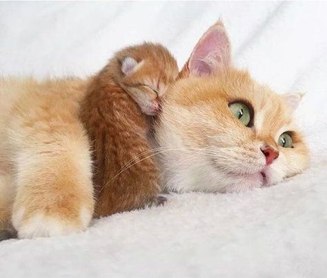 Image Chat, Söt Katt, Love Funny, Mama Cat, Ginger Cats, Cute Cats And Kittens, Cute Kittens, Sweet Animals, Cat Litter