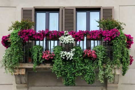 Balcony Planting, Balcony Flower Box, Juliet Balcony, Small Balcony Garden, Balcony Flowers, Window Box Flowers, Small Balcony Design, Balcony Plants, Flower Window