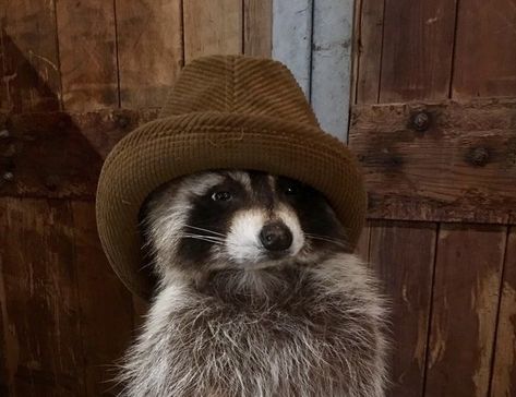 Animals Wearing Hats, Animals In Hats, Trash Pandas, Drawing Things, Silly Goofy, Racoon, Reaction Memes, Rodents, Reaction Pics