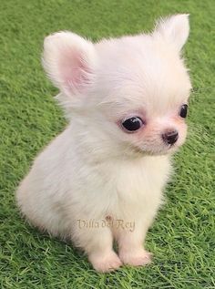 White Baby Chihuahua - Long Haired - 8 weks Long Haired Chihuahua Puppy, Cute Chiwawa Dogs, White Chihuahua Puppies, Cute Chihuahua Puppies, Chiwawa Puppies, Cute Chihuahuas, Long Haired Chihuahua Puppies, Psy Chihuahua, Teacup Chihuahua Puppies