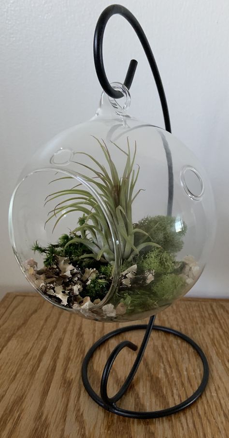 Hanging Globe Terrarium Ideas, Moss Ball Plant Hanger, Deer Fern, Brass & Glass Globe Centerpiece, Big Glass Bowl Terrarium, Hanging Glass Terrarium, Air Plant Glass Globe, Air Plant Terrarium, Planter Ideas