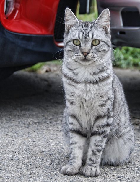 Silver Tabby Tabby Cat Pictures, Silver Tabby Cat, Orange Tabby Cats, Norwegian Forest Cat, Warrior Cats, Pretty Cats, Tabby Cat, Beautiful Cats, Baby Cats