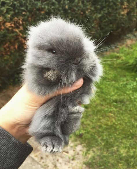 Miniature rabbit Cute Pet Rabbit, Mini Rex Rabbit Colors, Rabbit Photography Cute, Pet Rabbit Aesthetic, Fluffy Rabbit, Miniature Rabbits, Velvet Rabbit Miniatures, Bunny Care, Cute Baby Bunnies