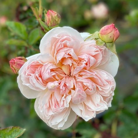 TANGLED ROOTS on Instagram: “The perfection that is Evelyn 🍑” Garden Side Yard, Evelyn Rose, Tapestry Flower, Side Yard, New Garden, Garden Bed, Flower Farm, Garden Beds, Tangled