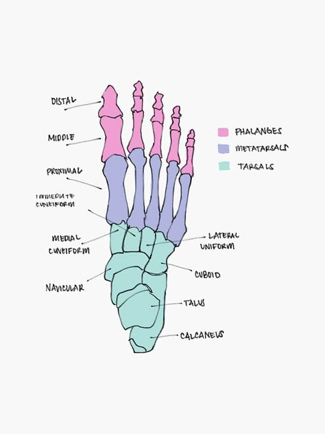 Bone And Muscle Anatomy, Bone Markings Anatomy, Physical Therapy Student Aesthetic, Ankle Anatomy, Medical Assistant Student, Radiology Student, Physical Therapy Student, Nursing School Motivation, Basic Anatomy And Physiology