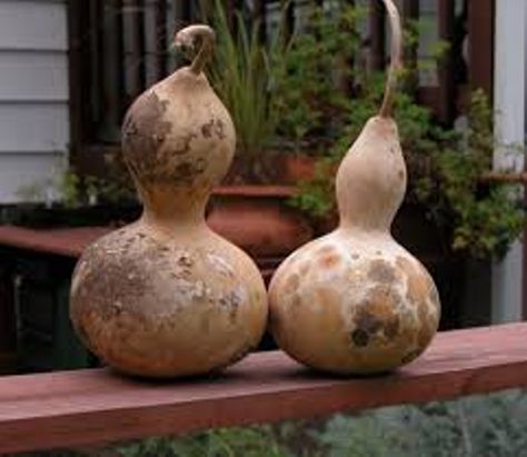 How To Dry Gourds, Gourd Painting, Birdhouse Gourds, Gourd Birdhouses, Gourd Crafts, Gourds Birdhouse, Decorative Gourds, Bird House Kits, Bird Aviary