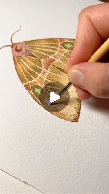 Watercolor Moth, Moth Watercolor, Pen And Watercolor, August 19, The Hills, The Collection, Moth, Instagram A, Sketch