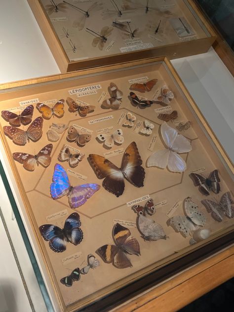 butterflies collection at a zoological museum in belgium (liège) Studying Animals Aesthetic, Zoology Major Aesthetic, Wildlife Biologist Aesthetic, Insects Aesthetic, Zoology Aesthetic, Biologist Aesthetic, Environmental Science Major, Photography Butterfly, Record Decorations