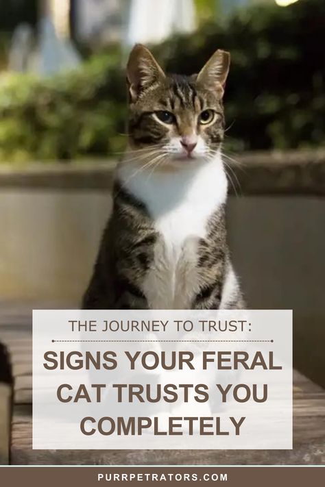 Discover the heartwarming bond between feral cats and their dedicated caretakers. Contrary to popular belief, cats can be loyal and affectionate if you earn their trust. Learn the signs of trust in this article. 🐱💕 #FeralCats #CatLove #TrustInCats Feral Cat, Feral Cat Care, Outdoor Cat House Diy, Feral Cats Shelter, Animal Rescue Ideas, Tnr Cats, Benadryl For Cats, Feral Cat Shelter, Feral Kittens