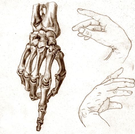 Skeleton Hands Drawing, Figure Drawing Practice, Human Skeleton Anatomy, Hand Anatomy, Skeleton Anatomy, Skeleton Drawings, Human Anatomy Drawing, Human Anatomy Art, Anatomy Sketches