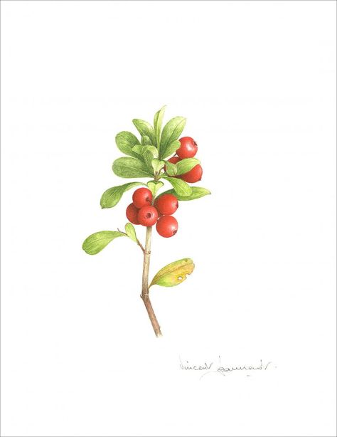 Cranberry Botanical Illustration, Lingonberry Drawing, Lingonberry Tattoo, Berry Garden, Food Doodles, Winter Fruit, Decorative Bird Houses, Flower Sketches, Christmas Graphics