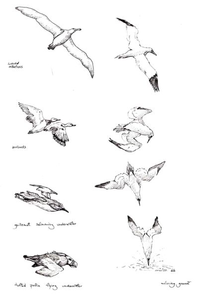 Gannet Drawing, Diving Bird Tattoo, Gcse Art Flight, Flight Gcse Art, Sea Bird Tattoo, Gannet Tattoo, Gannet Bird, Bird Guide, 2023 Tattoo