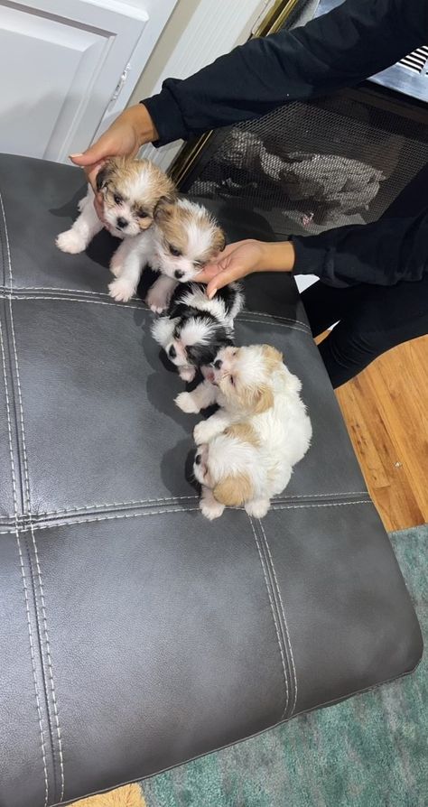 Shih Tzu Puppies For Sale | Longest Drive, SC Cute Shitzu Puppies Black And White, Shihtzu Puppies, Small Dogs For Sale, Baby Shih Tzu, Shichon Puppies, Shitzu Puppies, Maltese Shih Tzu, Shih Tzu Puppies, Cute Small Dogs