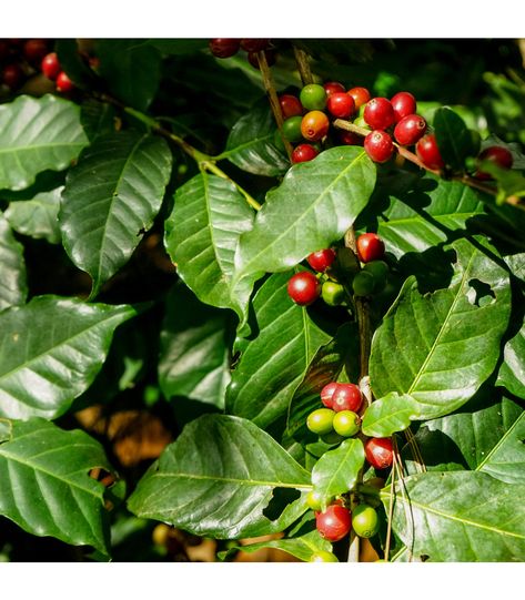 Pageant Costumes, Coffea Arabica, Fruit, Coffee, Flowers