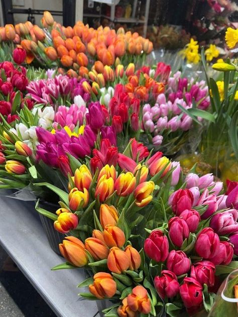 Roses and Nature Colorful Tulips Aesthetic, Rainbow Tulips, Colourful Tulips, Colorful Aura, Wedding Flowers Tulips, Colorful Tulips, Chelsea Nyc, Beautiful Tulips, Tulip Wedding